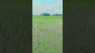 Teri mitti me mil jawa song short video bihar  katihar [upl. by Melvina262]