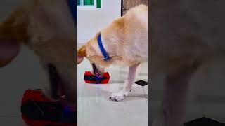 मेरा डॉगी क्यों रोने लगा😭 funnydogs shorts [upl. by Gowrie452]