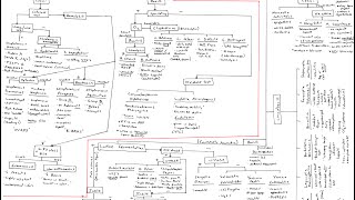 Microbiology Algorithm Gram Positive Cocci [upl. by Eleazar985]