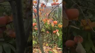 persimmon nursery 9142759891 [upl. by Rowell928]