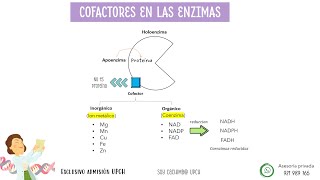 Examen admisión UPCH Cayetano Heredia PRE CAYETANO [upl. by Sumaes]