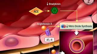 Renin  Angiotensin  Aldosterone System [upl. by Hedelman26]