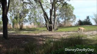 Maharajah Jungle TrekExplore a Mystical Forest at Disneys Animal Kingdom [upl. by Lotsirk909]