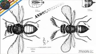 Malattie agrumi  Minatrice serpentina Phyllocnistis citrella Marco Beconcini trattamento agrumi [upl. by Resiak491]