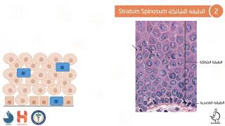 Integumentary System  الجهاز اللحافي [upl. by Amlez]