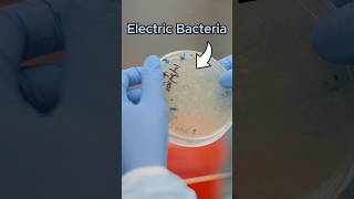 Microorganisms Creating Currents As Their Metabolism [upl. by Milde]