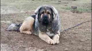 ssc doggy tibetan mastiff 🤡2 [upl. by Morie]