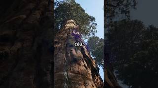 A Maior Árvore do Mundo Sequoia Gigante na Califórnia 🌲  Descubra Essa Maravilha [upl. by Okir]