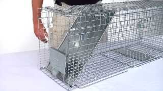 How to Set Havahart® Feral Cat Trap Model 1099 [upl. by Nileuqaj998]