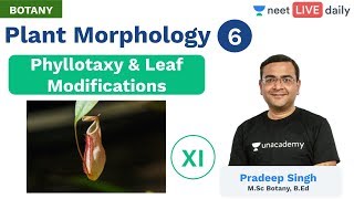 Plant Morphology  L 6  Phyllotaxy amp Leaf Modifications  Class 11  Unacademy NEET  Pradeep Sir [upl. by Herzen]