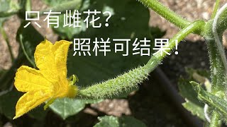 【种菜】只有雌花就能结果？全雌强雌黄瓜了解一下｜无需授粉高产黄瓜｜Parthenocarpic Cucumber [upl. by Jazmin]