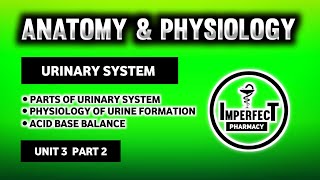 Urinary System  Physiology Of Urine Formation  RAS  Acid Base Balance  Mictirutional Reflex [upl. by Arnoldo284]