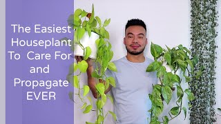 How to Care and Propagate Your Pothos From Cuttings  The Perfect Houseplant for Beginners [upl. by Eolcin]