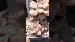 variegadas live music musica suculentas flowers succulents garden plants shortvideo [upl. by Sialac]