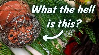 Ferns Pothos and Terrarium Updates  Catchup series EP2 [upl. by Eirrek]