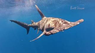 Great hammerhead shark [upl. by Selwyn745]