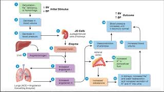 The ReninAngiotensinAldosterone RAAS Pathway EXPLAINED [upl. by Allegra]