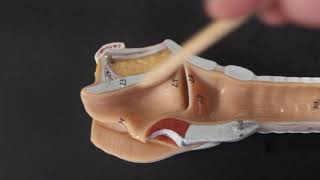 Unit 6 Larynx Model [upl. by Anirrehs]