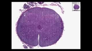 Histologia Humana  Medula Espinhal [upl. by Marras]