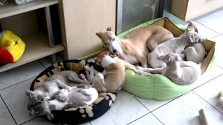 Whippet Idylle [upl. by Baese]