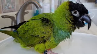 Nanday Conure Talking  Nanday Conure Parrot Sounds  Nanday Parakeet Talking [upl. by Bautista]