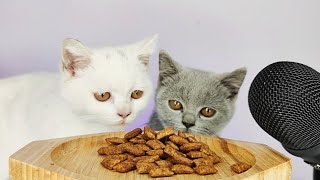 White Cat eating Crunchy Dry Food ASMR [upl. by Nodla613]