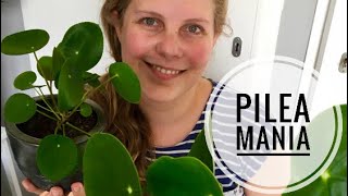 🌱🌿☘️ De Pilea peperomioides Pannenkoekenplant stekken 🌱🌿☘️ [upl. by Anir221]