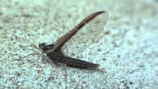 Small Minnow Mayfly Baetidae Callibaetis skokianus Female Imago [upl. by Anrol]