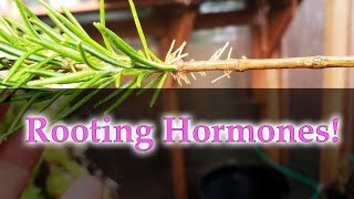 Homemade Rooting Hormones  For Rosemary Cuttings 2019 [upl. by Crowns]