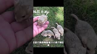 台南通心粉鼠推薦 202491 特寵業繁字第U1110564號 通心粉鼠 fattailgerbil 流量 萌寵 動物 寵物 特寵 台南 小品養殖 推薦 [upl. by Navonod]