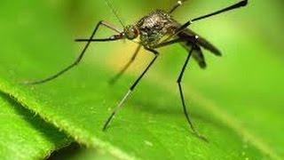 Mosquito Control amp Zika Virus Government Procurement Analysis [upl. by Kevin]