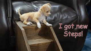 DIY Dog steps [upl. by Yelkreb]