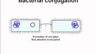 conjugation among bacteria [upl. by Tomasine]