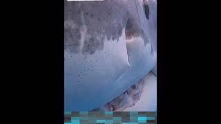 Shark attack caught live on camera If You’re Scared of sharks how shortsfeed sharkshorts short [upl. by Tewfik]