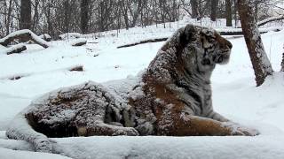 Siberian Tiger  Portrait In Falling Snow at the Bronx Zoo [upl. by Lehacim]