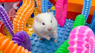 Hamster Escape Monster Maze  Cute Hamster pets Maze hamsterescape mazediytraps mrhammer 6 [upl. by Yelnet]