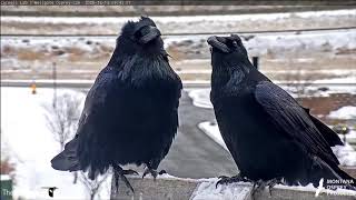 Amazing Close Up Of Common Ravens At Hellgate Osprey Nest – Dec 13 2020 [upl. by Yadnus792]