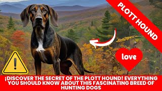 Plott Hound Dog Breed Information [upl. by Nosac]