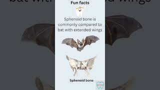 Anatomy  Sphenoid bone masterdentistry [upl. by Assen]