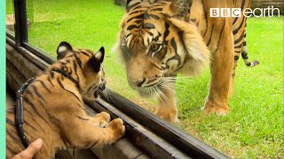 Cubs Meet Adult Tiger for the First Time  Tigers About The House  BBC Earth [upl. by Anavahs]