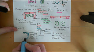 Pain and Analgesic Drugs Part 7 [upl. by Attennod]