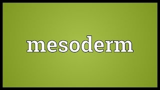 Mesoderm Meaning [upl. by Yeniffit58]