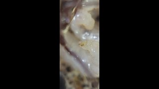 Myrmecia sp 17 larvae eating trophic egg [upl. by Alyakcm]