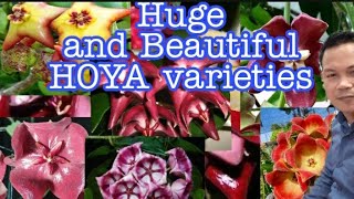 TOP 10 Hoya varieties Large species  Collectorsitems [upl. by Ybrek]