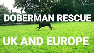 Doberman Rescue UK amp Europe [upl. by Rotceh80]