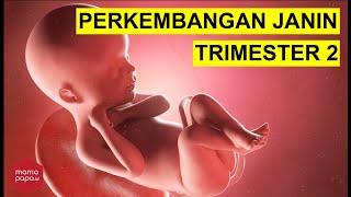 PERKEMBANGAN JANIN TRIMESTER 2 MINGGU 1327 [upl. by Alled]