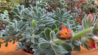 Echeveria pulvinata Frosty [upl. by Tades]