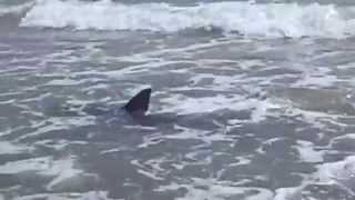 BULL SHARK SOUTH PADRE ISLAND 8272011 [upl. by Roi893]