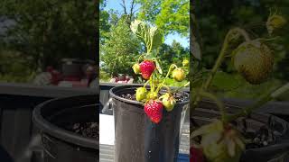 FIRST YEAR NEW STRAWBERRY PLANTS FOR CUSTOMERS VIDEO RESULTS [upl. by Redneval]