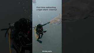 First time redirecting a tiger shark DJenny 🥰🦈 Gung Ho Divers djenny tigershark gunghodivers [upl. by Allanson]